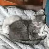 Photo de chat perdu à Jarmenil