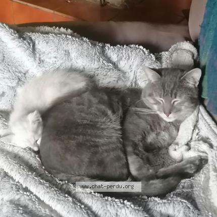 Photo 1/1 Roquette Chat perdu à Jarmenil