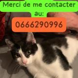 Photo de chat perdu à Confluence