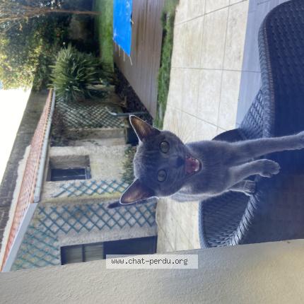 Photo 1/1 Chat retrouvé Trouvé à La roche sur yon