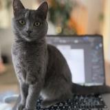 Photo de chat perdu à Lutry Chatelard Corniche