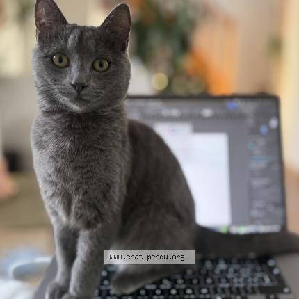 Photo 1/1 Baya Chat perdu à Lutry chatelard corniche