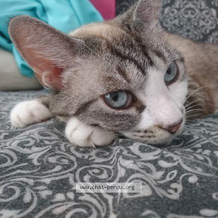 Photo 1/1 Chat retrouvé Perdu à Pra loup 1600