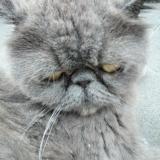 Photo de chat perdu à Wakefield