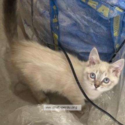 Photo 1/1 Chat retrouvé Perdu à Les essarts le roi