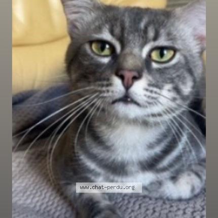 Photo 1/1 Chat retrouvé Perdu à Couterne