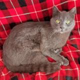 Photo de chat perdu à Carcassonne