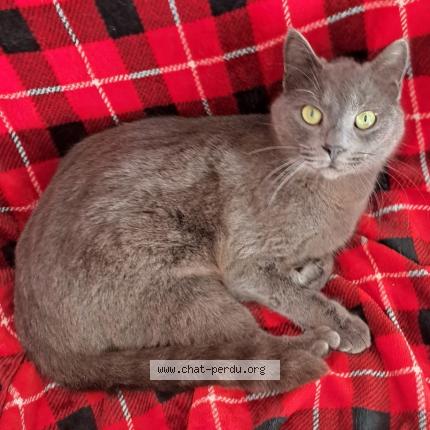 Photo 1/1 Mistigris Chat perdu à Carcassonne