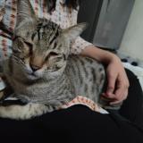 Photo de chat perdu à Vadodara