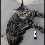 Photo de chat perdu à Aubagne