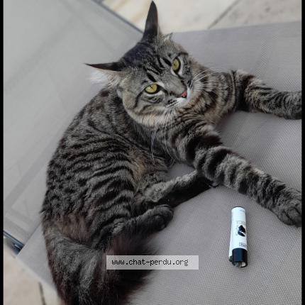 Photo 1/1 Simba Chat perdu à Aubagne