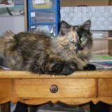 Photo de chat perdu à Saint Etienne Du Bois