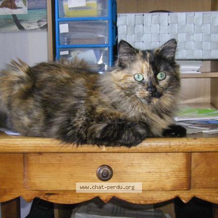 Photo 1/1 rose Chat perdu à Saint etienne du bois