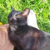 Photo de chat perdu à Labastide Du Temple