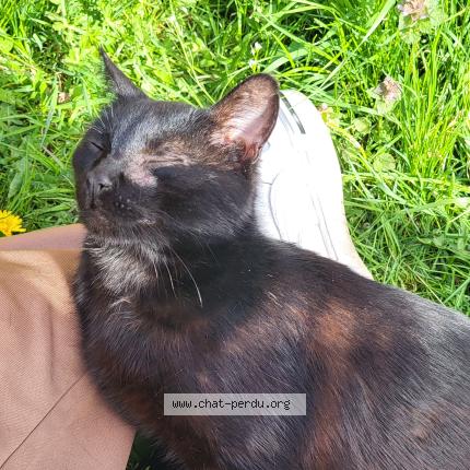 Photo 1/1 Chibi Chat perdu à Labastide du temple