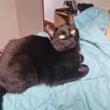 Photo de chat perdu à Le Bas Pont Scorff