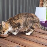 Photo de chat trouvé à Saint Leger Les Vignes