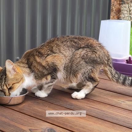 Photo 1/1 Chat trouvé Trouvé à Saint leger les vignes