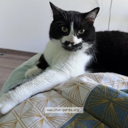 Photo 1/1 Chat retrouvé Perdu à Annecy