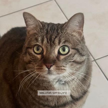 Photo 1/1 Chat retrouvé Perdu à Saint mande