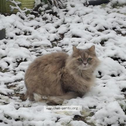 Photo 1/1 Chat retrouvé Perdu à Nivelles