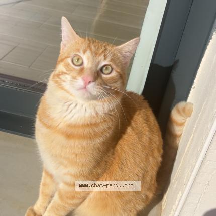 Photo 1/1 Mimi Chat perdu à Salleles d aude