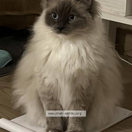 Photo 1/1 PLUME Chat perdu à Nanterre