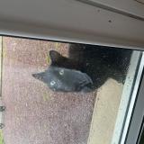 Photo de chat trouvé à Bignon Du Maine