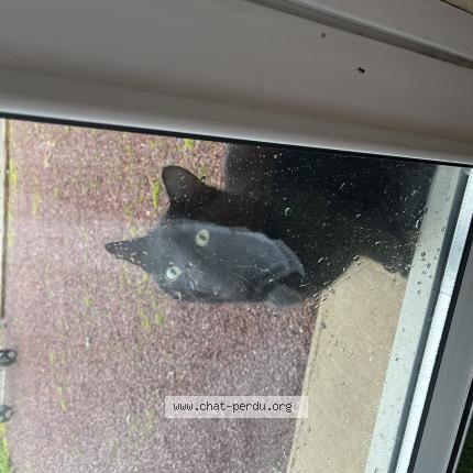 Photo 1/1 Chat trouvé Trouvé à Bignon du maine