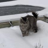 Photo de chat perdu à Maubranche