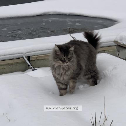 Photo 1/1 Wilo Chat perdu à Maubranche