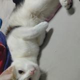 Photo de chat perdu à Le Havre