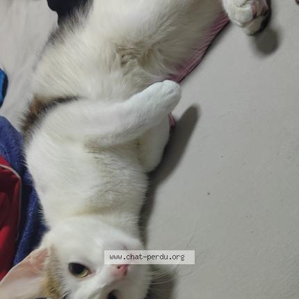 Photo 1/1 Mimine Chat perdu à Le havre