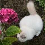 Photo de chat perdu à Moissac