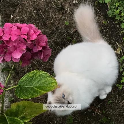 Photo 1/1 Robine Chat perdu à Moissac