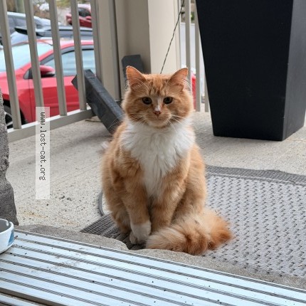 Photo 1/1 Chat trouvé Trouvé à Laval