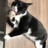 Photo de chat trouvé à Esvres