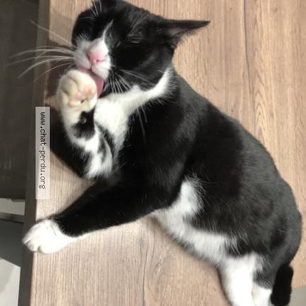 Photo 1/1 Chat trouvé Trouvé à Esvres