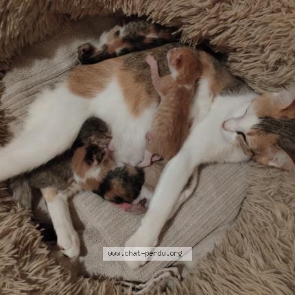 Photo 1/1 Zelda Chat perdu à Sevremont