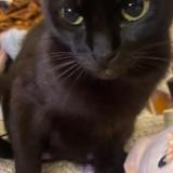 Photo de chat perdu à Dallas