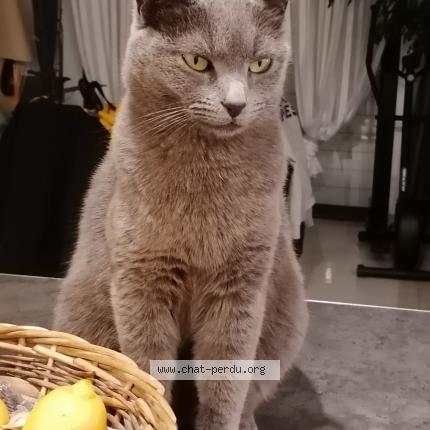 Photo 1/1 ISIS Chat perdu à 30330 tresques