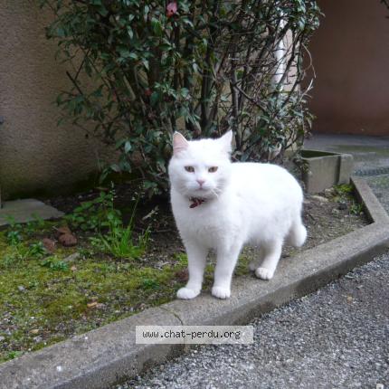 Photo 1/1 Rio Chat perdu à Quimper