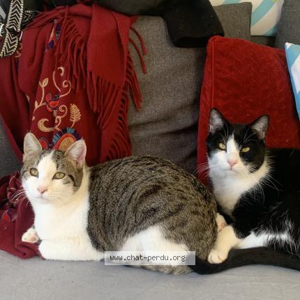 Photo 1/1 Mascotte Chat perdu à Nice