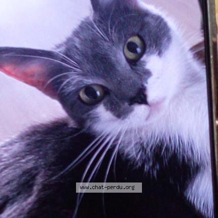 Photo 1/1 Sumo paquereau Chat perdu à Saint florent