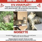 Photo de chat perdu à Tampon