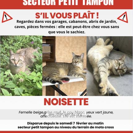 Photo 1/1 Noisette Chat perdu à Tampon