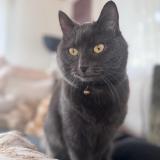 Photo de chat perdu à St Maurice Valais