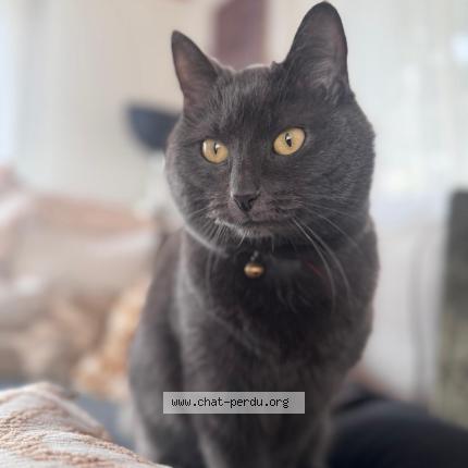 Photo 1/1 Lucky Chat perdu à St maurice valais