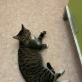 Photo de chat trouvé à Maurepas