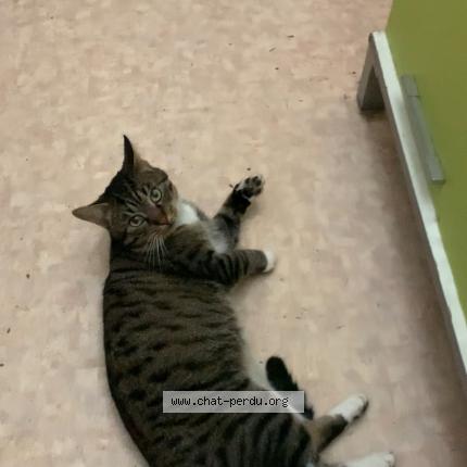 Photo 1/1 Chat trouvé Trouvé à Maurepas